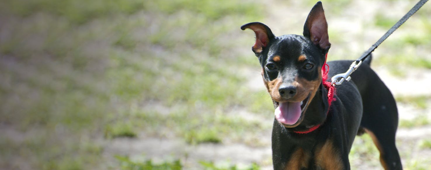 Terrier and store miniature pinscher mix